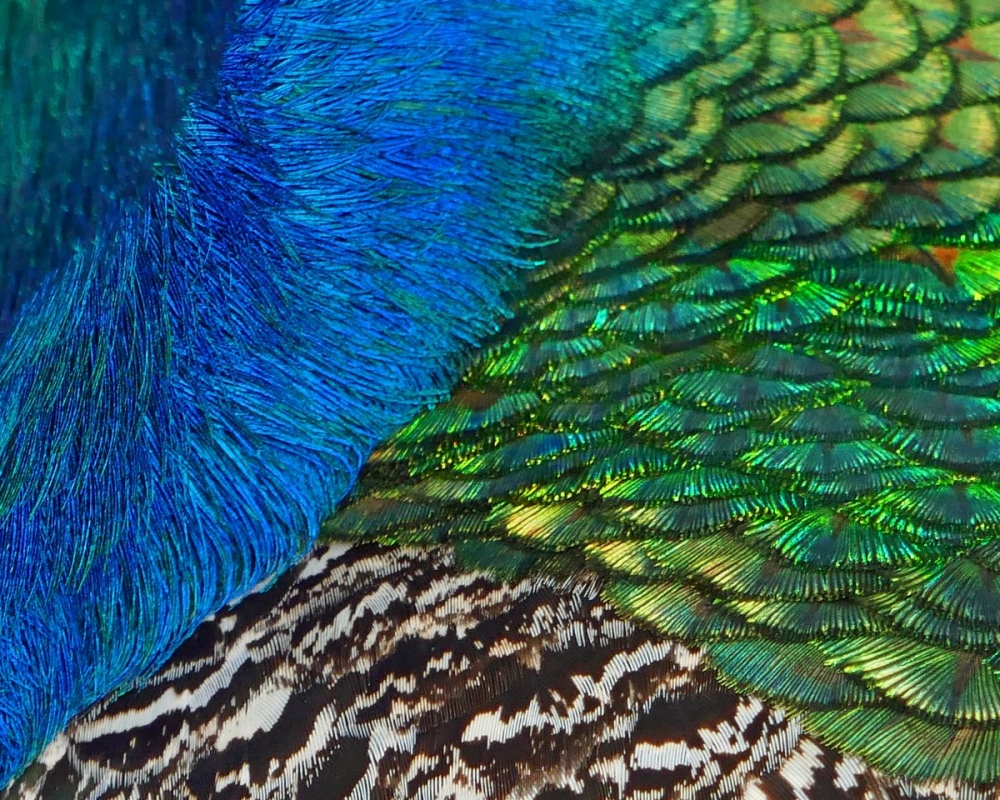 1st Feather cocktail by Dave Burman